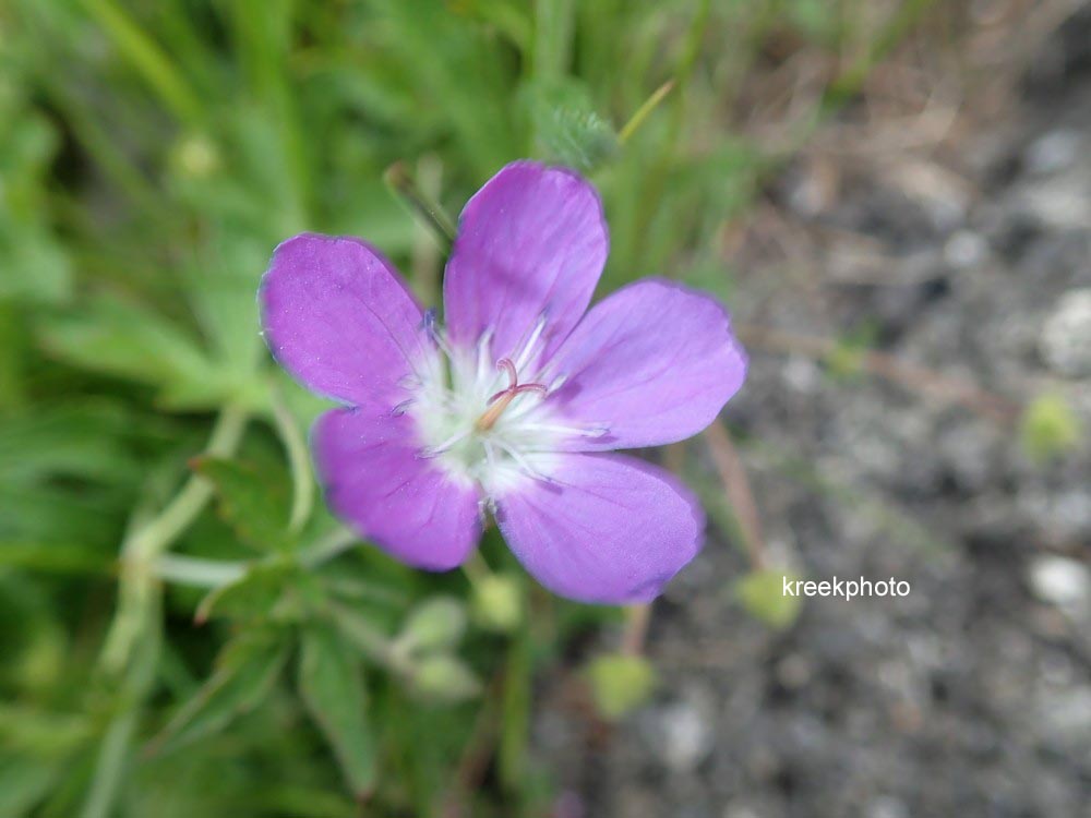 Geranium pratense
