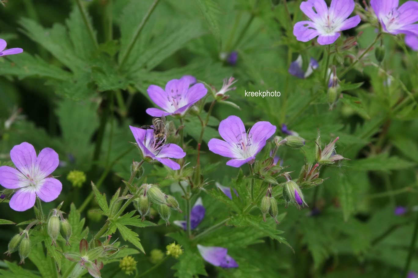 Geranium sylvaticum