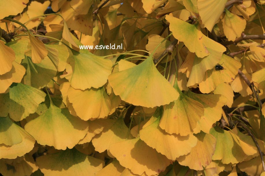 Ginkgo biloba 'Horizontalis'