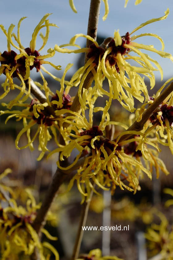 Hamamelis intermedia 'Amanon'