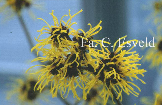 Hamamelis intermedia 'Barmstedt Gold'