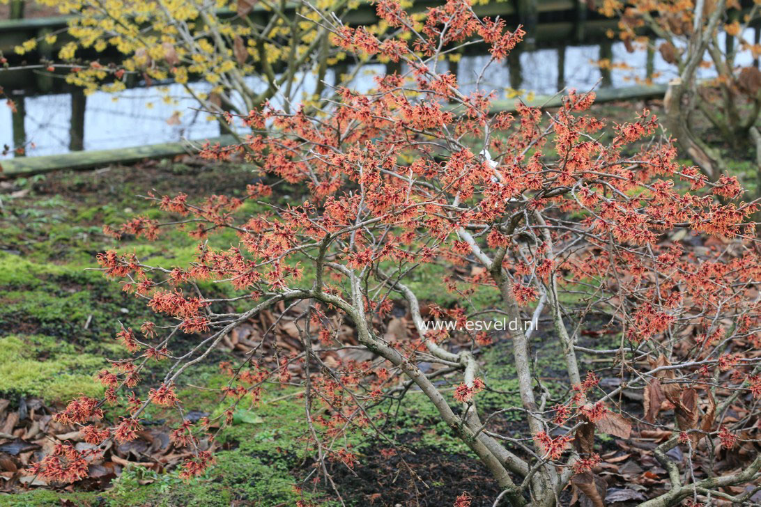 Hamamelis intermedia 'Copper Cascade'