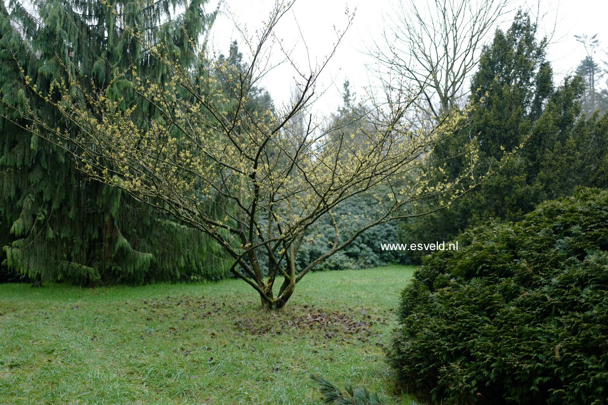 Hamamelis intermedia 'Gimborn's Perfume'