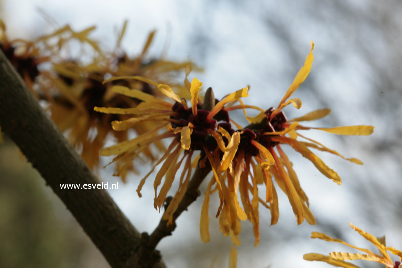 Hamamelis intermedia 'Harry'