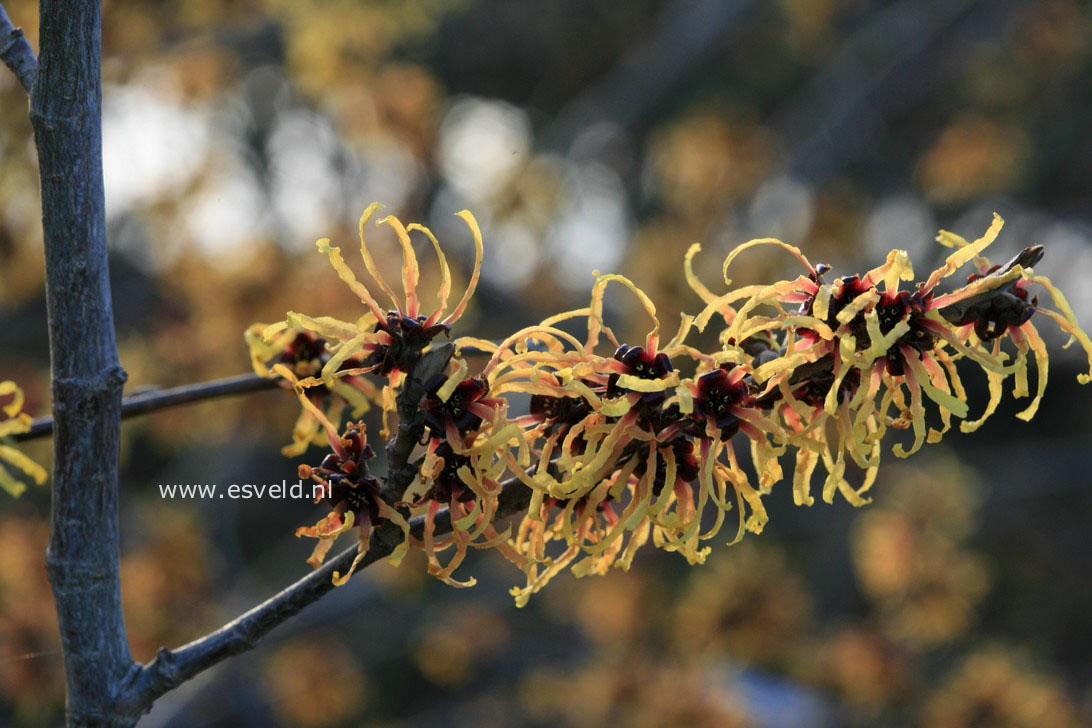 Hamamelis intermedia 'Orange Beauty'