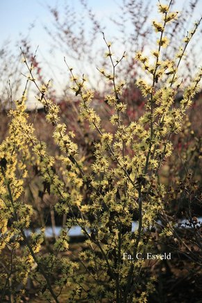 Hamamelis intermedia 'Sunburst'