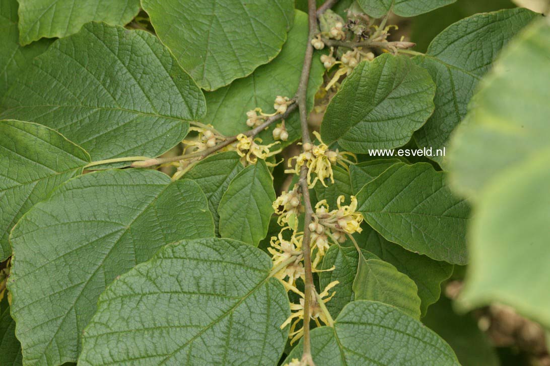 Hamamelis virginiana var. mexicana