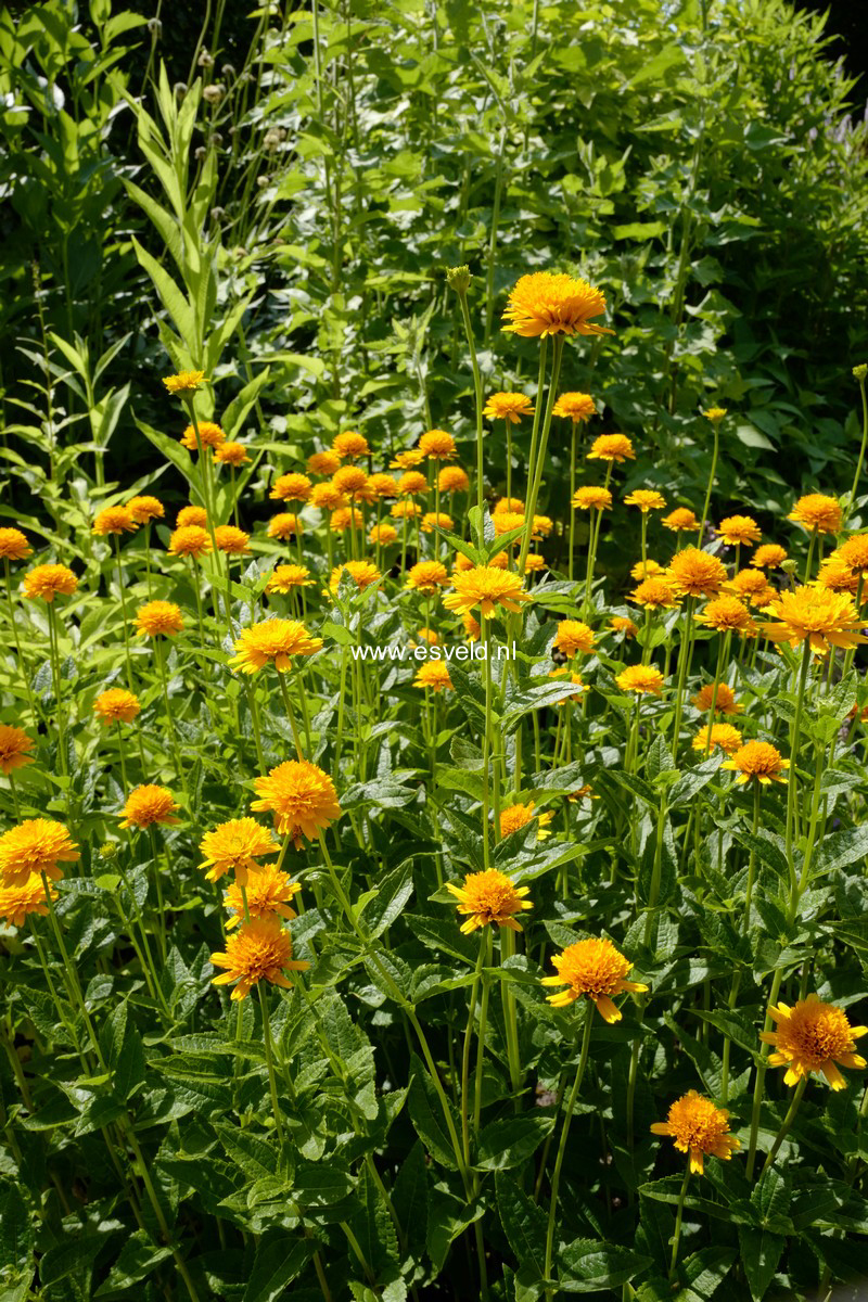 Heliopsis helianthoides 'Asahi'