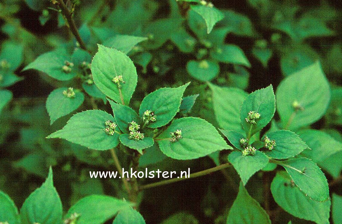 Helwingia japonica Helwingia japonica