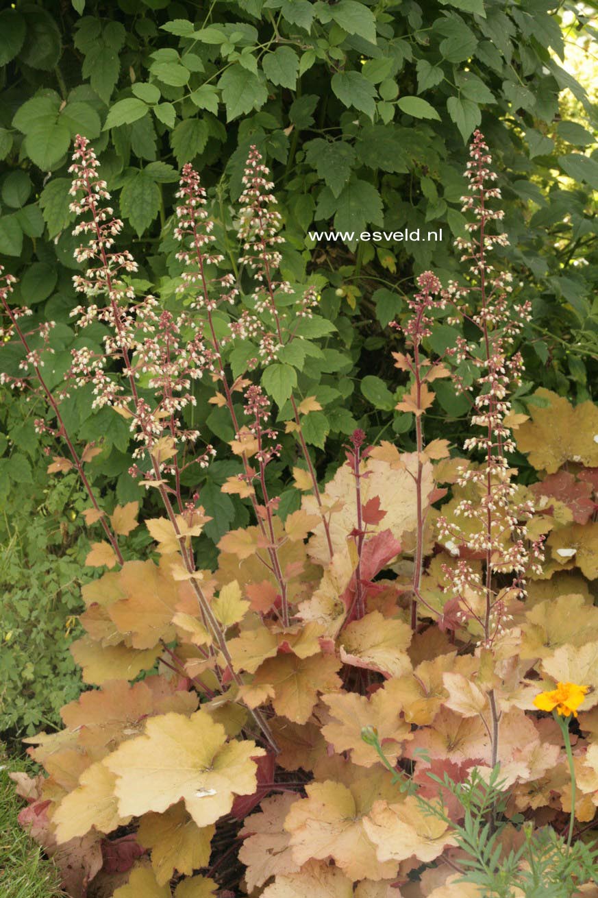 Heuchera 'Caramel'