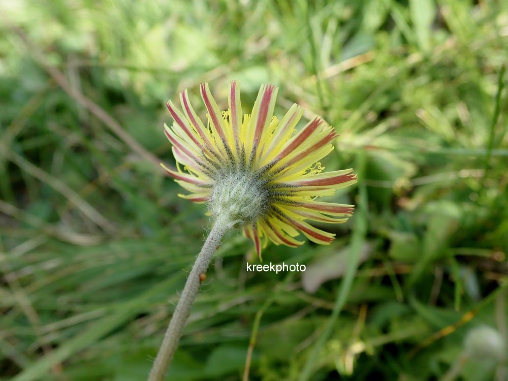 Hieracium pilosella