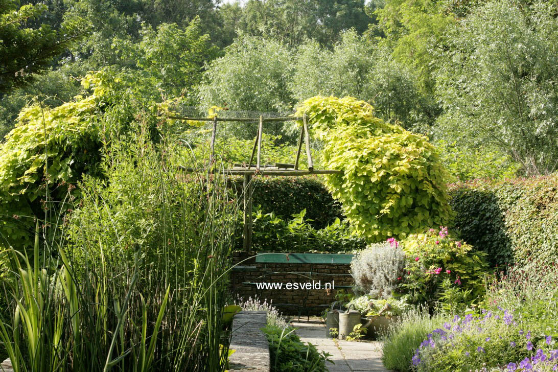 Humulus lupulus 'Aureus'