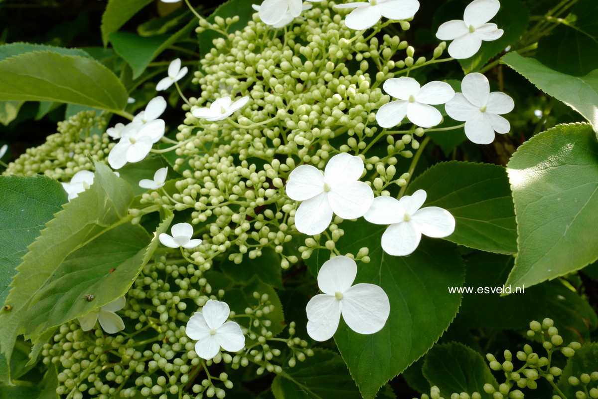 Hydrangea anomala 'Mirranda'