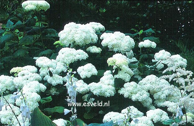 Hydrangea arborescens 'Sterilis'