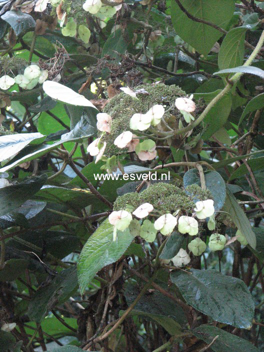 Hydrangea aspera 'Bellevue'