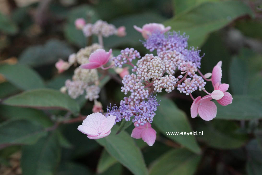 Hydrangea aspera 'Haopr012' (HOT CHOCOLATE)