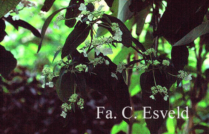 Hydrangea aspera strigosa