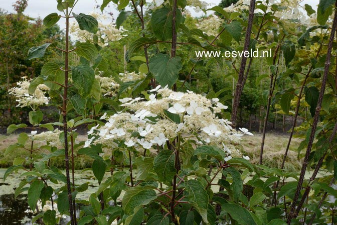Hydrangea heteromalla 'Kalmthout'