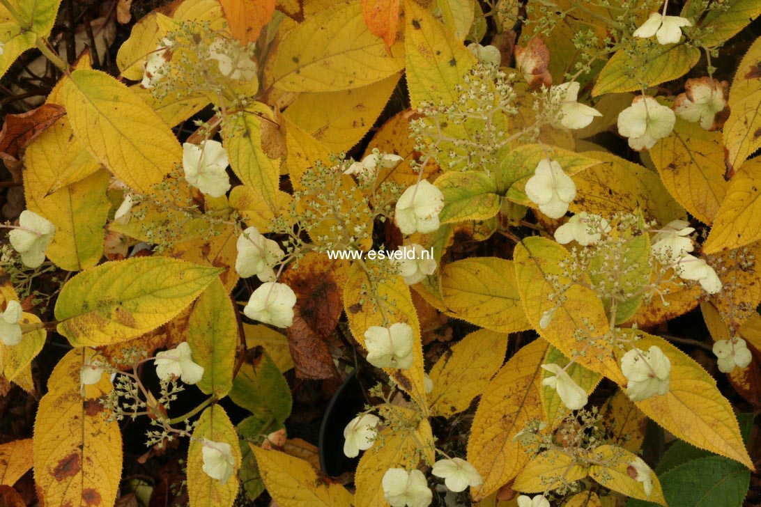 Hydrangea involucrata 'Viridescens'