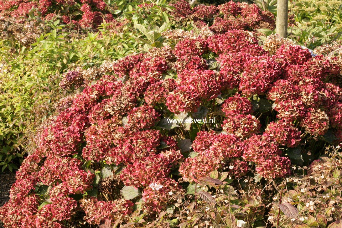 Hydrangea macrophylla 'Admiration'
