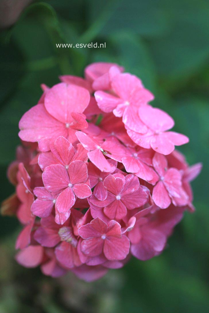 Hydrangea macrophylla 'Armand Draps'