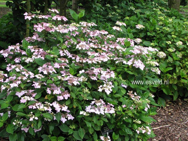 Hydrangea macrophylla 'Dr. Jean Varnier'
