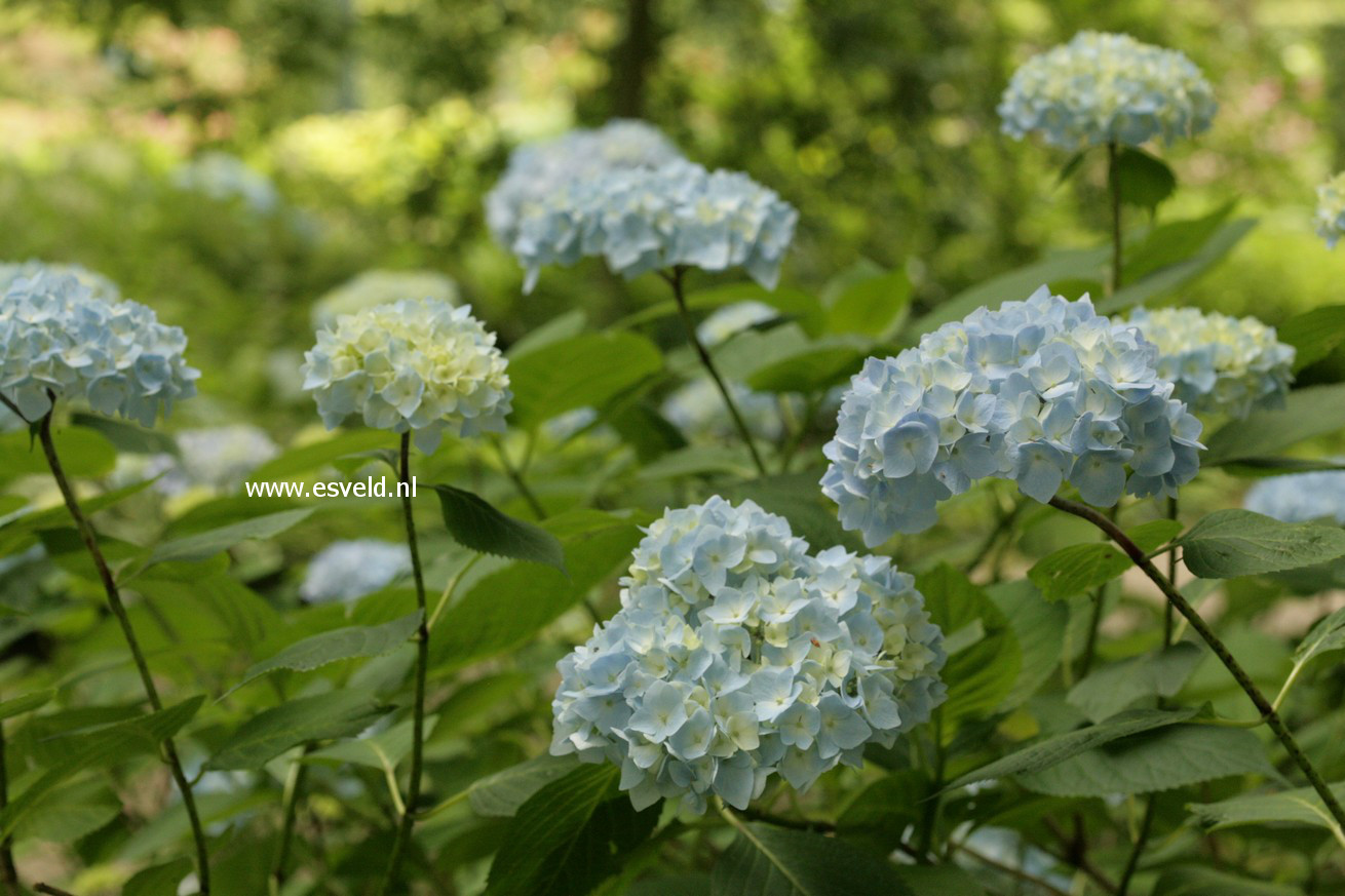 Hydrangea macrophylla 'Generale Vicomtesse de Vibraye'