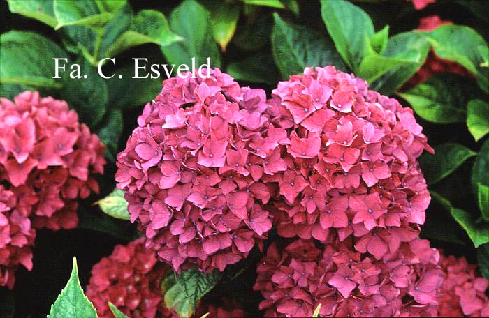 Hydrangea macrophylla 'Hobergine' (HOVARIA)