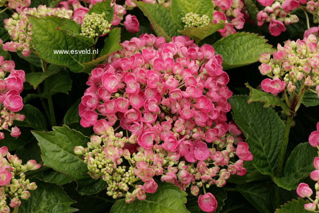 Hydrangea macrophylla 'Hopcorn' (HOVARIA)