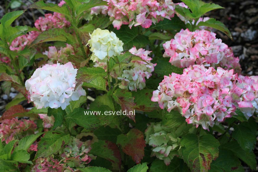 Hydrangea macrophylla 'Hortmaja' (MAGICAL JADE)