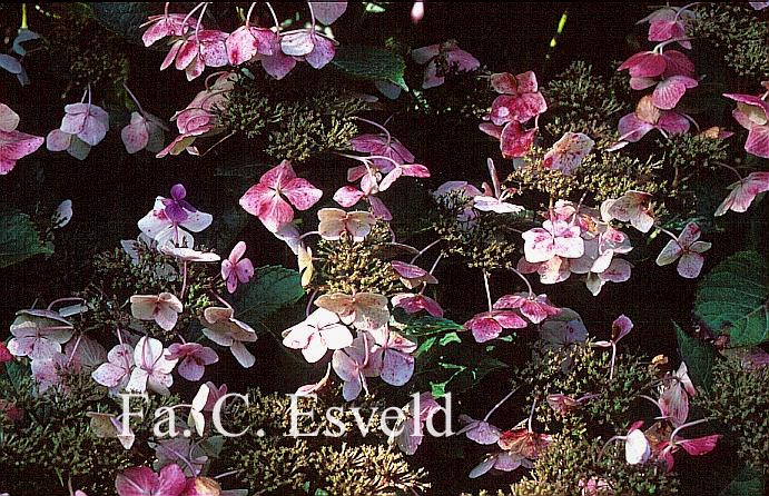 Hydrangea macrophylla 'Hortulanus H. Witte'