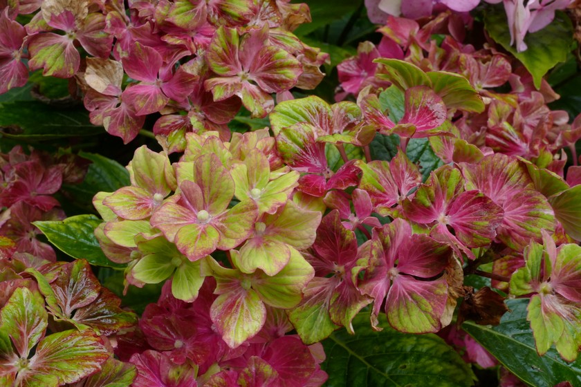 Hydrangea macrophylla 'Horwack' (SCHLOSS WACKERBARTH SAXON)