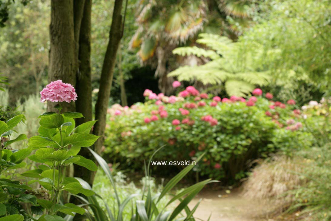 Hydrangea macrophylla 'Kluis Superba'