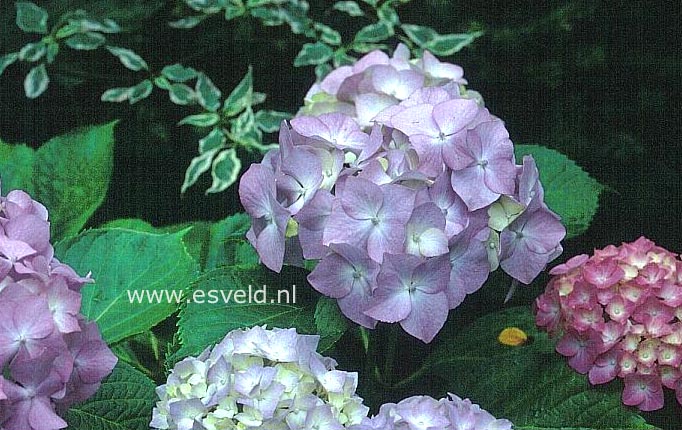 Hydrangea macrophylla 'Madame A. Riverain'
