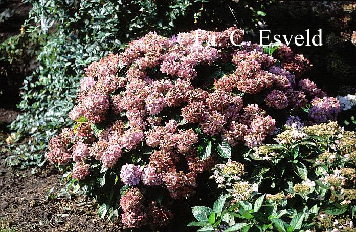Hydrangea macrophylla 'Marie Claire'