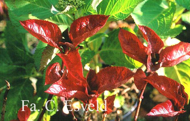 Hydrangea macrophylla 'Merveille Sanguine'