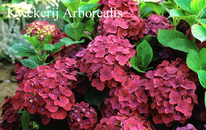 Hydrangea macrophylla 'Mme. G.J. Bier'