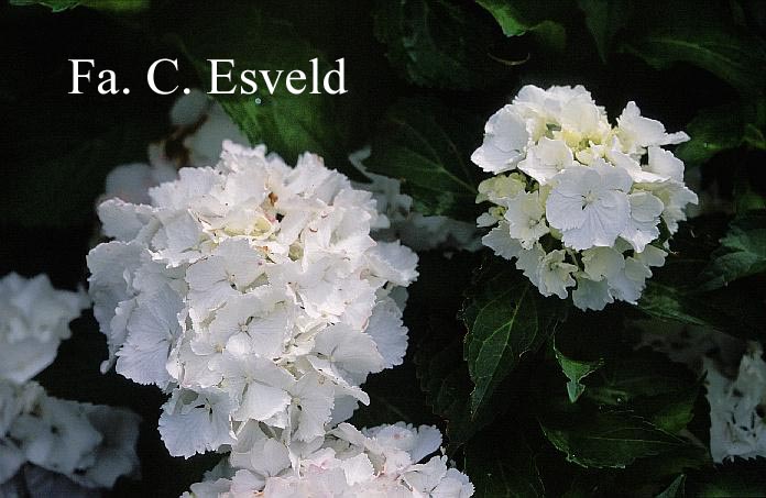 Hydrangea macrophylla 'Nymphe' ('Pax')