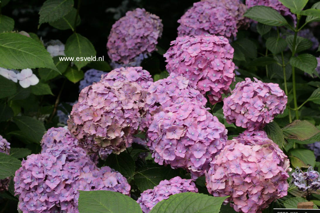 Hydrangea macrophylla 'Parzifal'