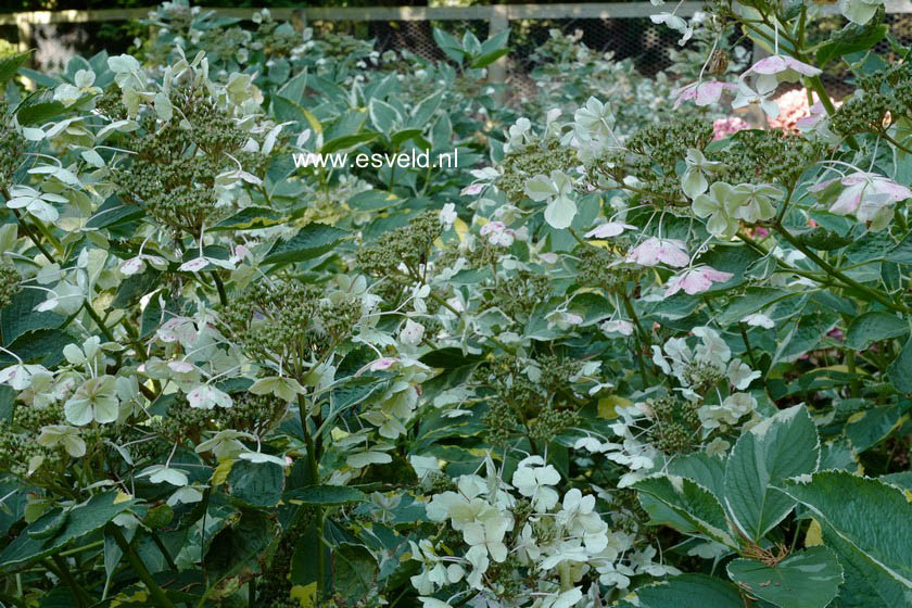 Hydrangea macrophylla 'Quadricolor'
