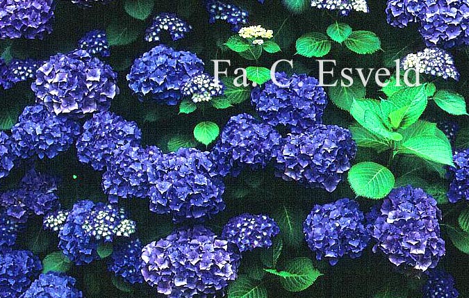 Hydrangea macrophylla 'Queen Elizabeth'