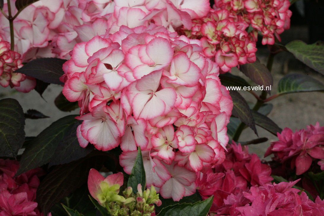 Hydrangea macrophylla 'Ripple'