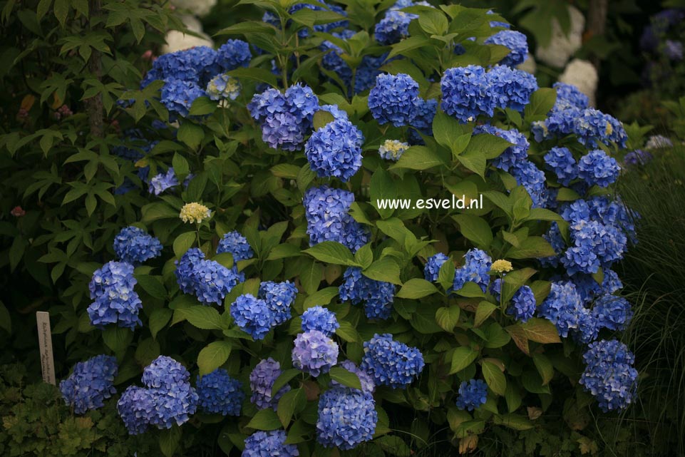 Hydrangea macrophylla 'Shin-ozaki'