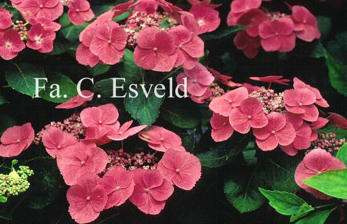 Hydrangea macrophylla 'Taube'