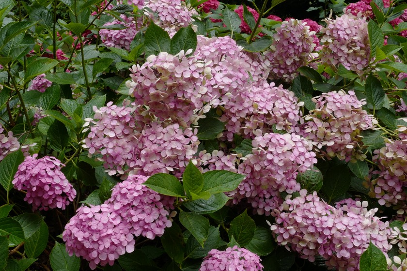 Hydrangea macrophylla 'Thelenn'