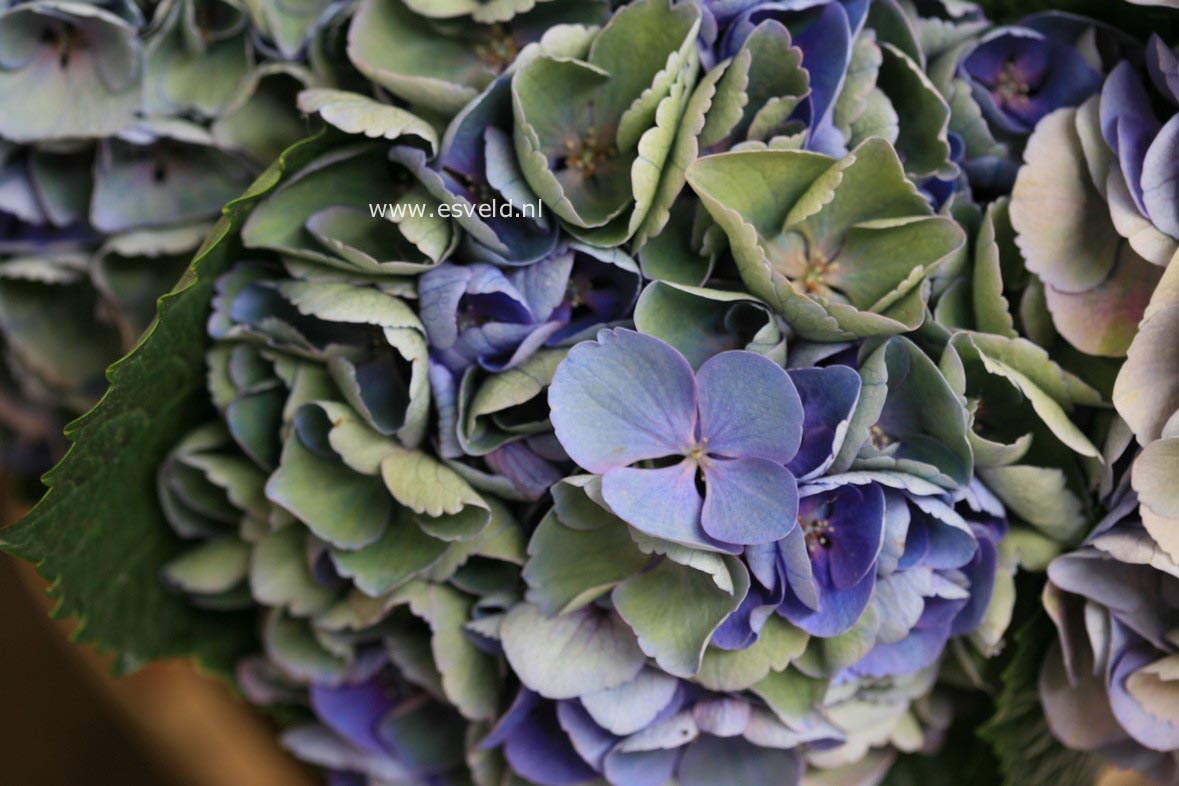 Hydrangea macrophylla 'Xian' (MAGICAL OPAL)