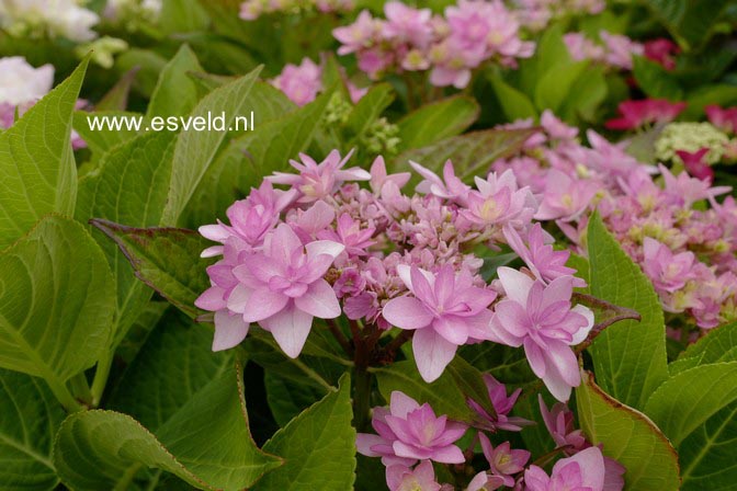 Hydrangea macrophylla 'Youmenine' (ROMANCE)