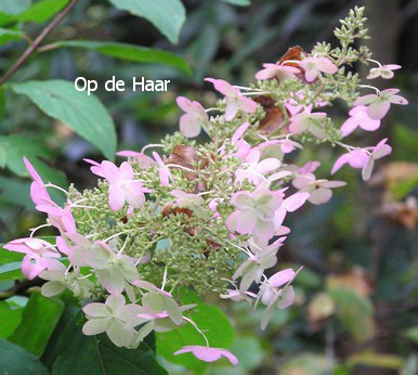 Hydrangea paniculata 'Burgundy Lace'