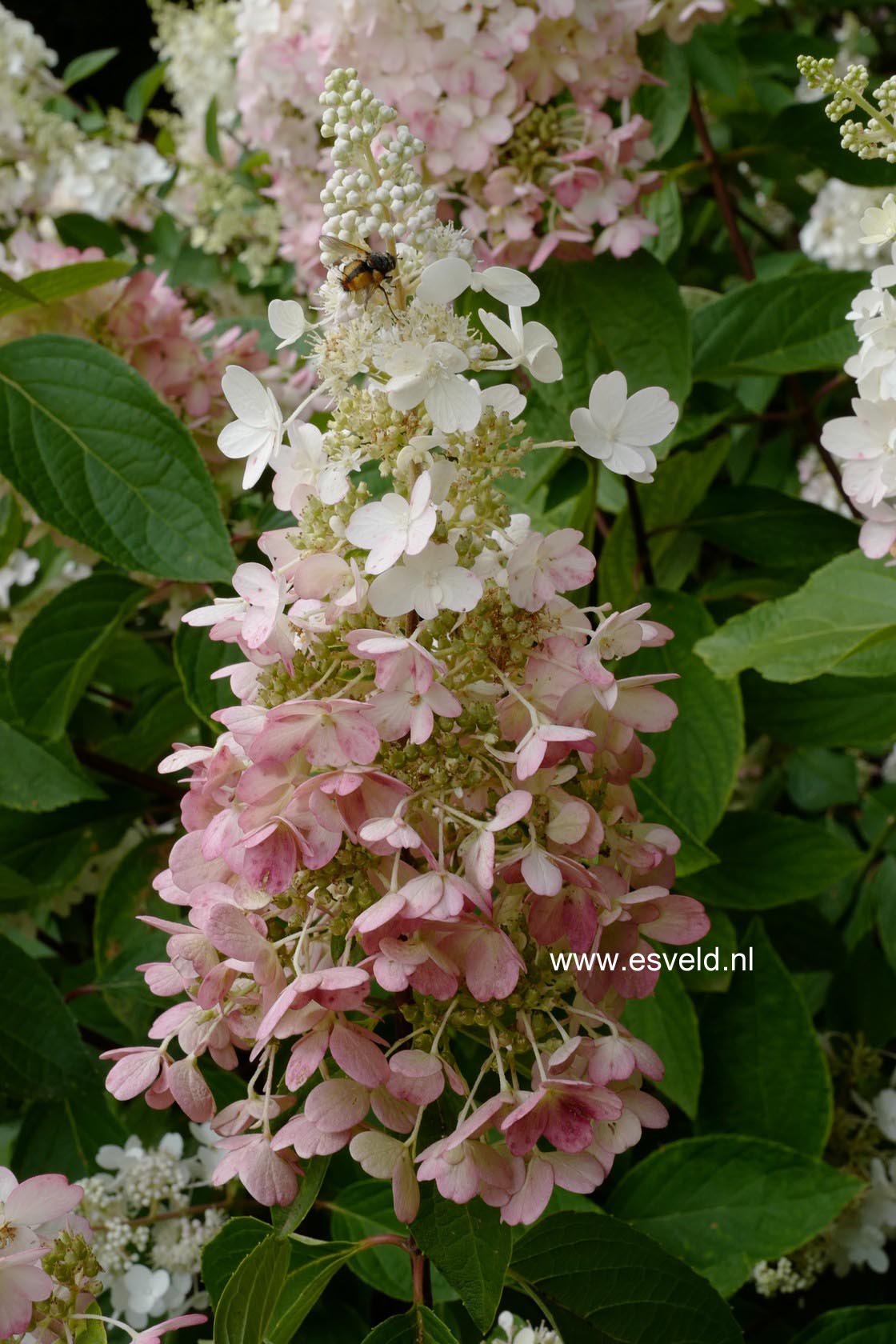 Hydrangea paniculata 'DVPinky' (PINKY WINKY)