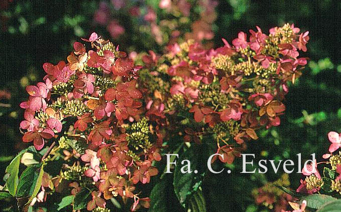 Hydrangea paniculata 'Interhydia' (PINK DIAMOND)